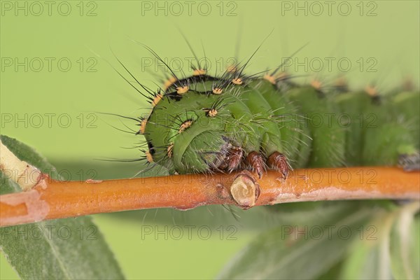 Small emperor moth