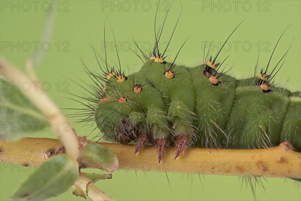 Small emperor moth