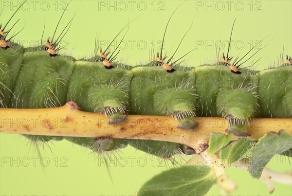 Small emperor moth