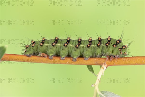 Small emperor moth