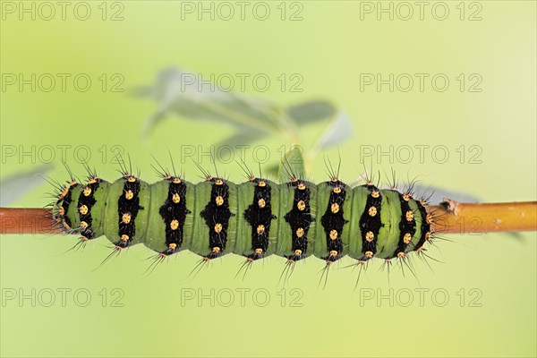 Small emperor moth