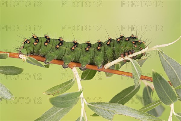 Small emperor moth