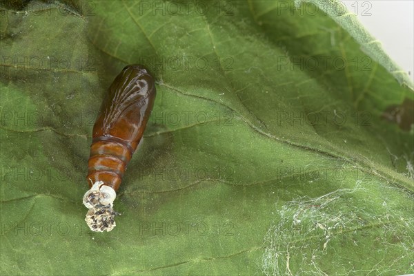 Svensson's copper underwing