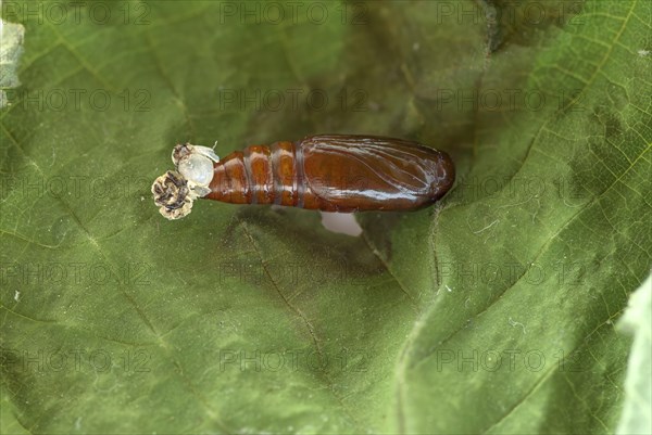 Svensson's copper underwing