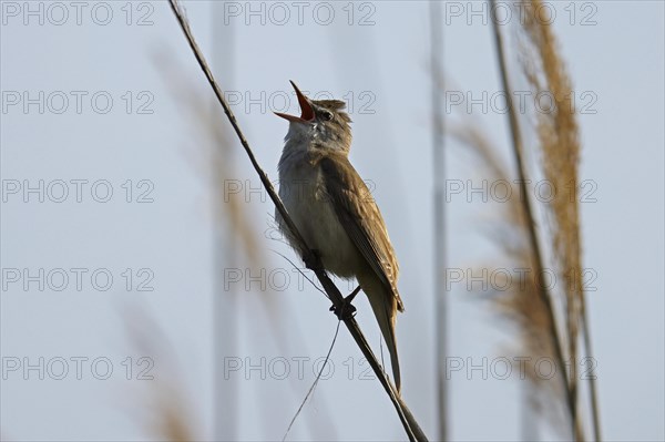 Great reed warbler