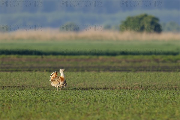 Great Bustard