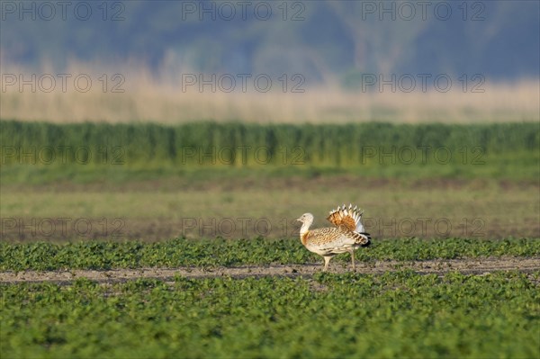 Great Bustard