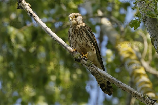 Saker falcon