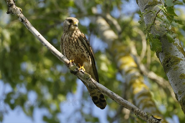 Saker falcon