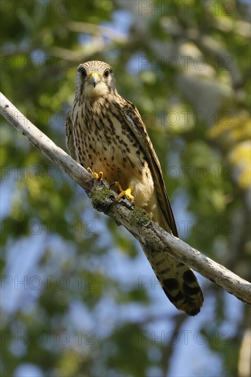 Saker falcon