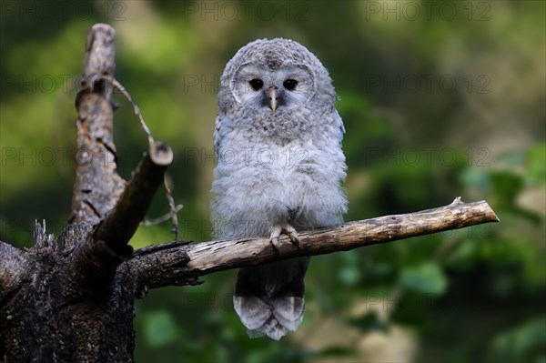 Ural Owl