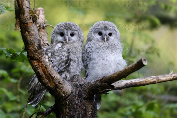 Two Hawk Owls