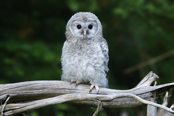 Ural Owl