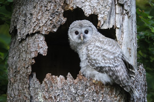 Ural Owl