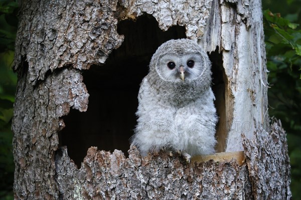 Ural Owl