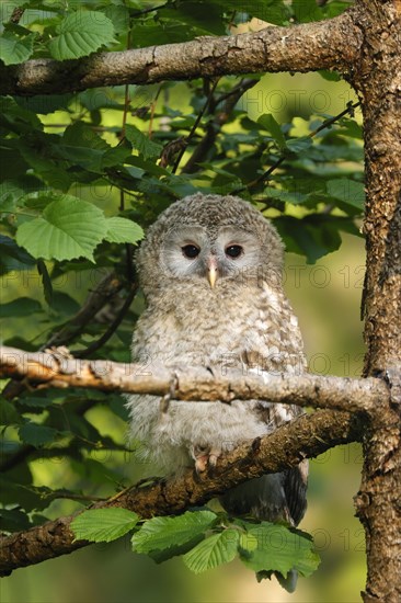 Ural Owl