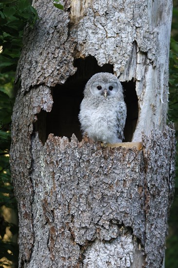 Ural Owl