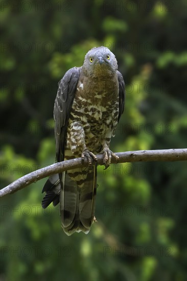 European honey buzzard