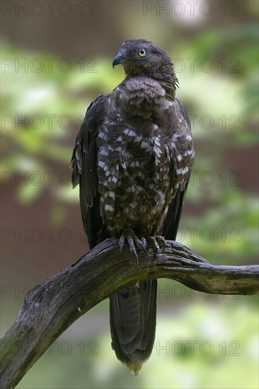 European honey buzzard