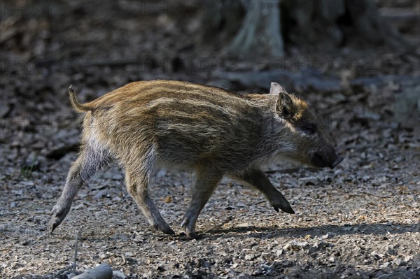 Wild boar