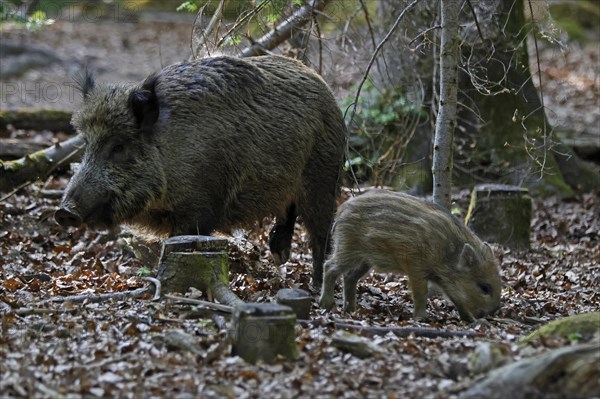 Wild boar