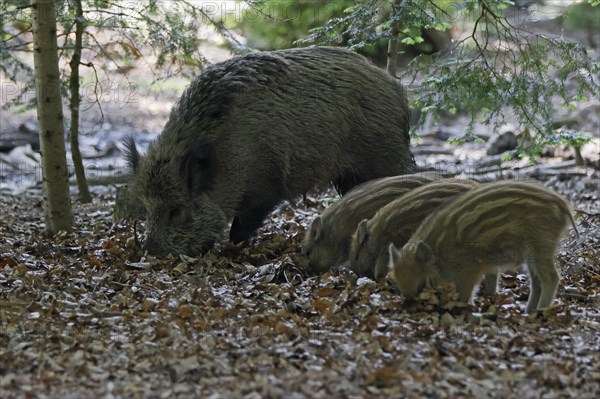 Wild boar