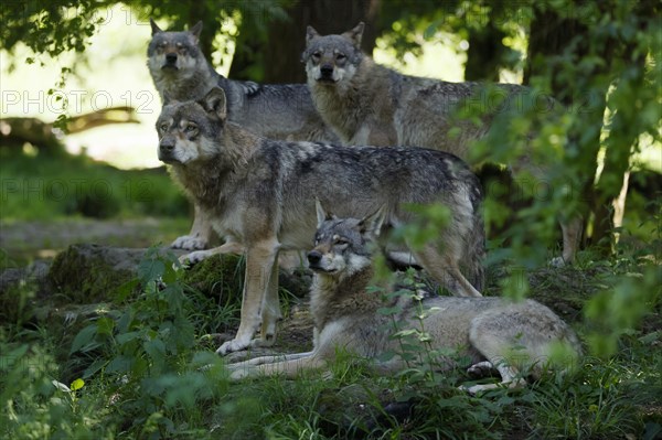 Pack of European gray wolf