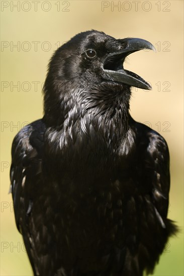 Common raven