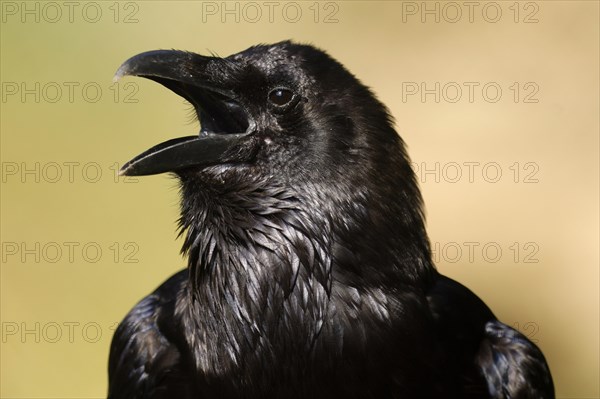 Common raven