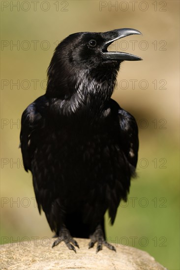 Common raven