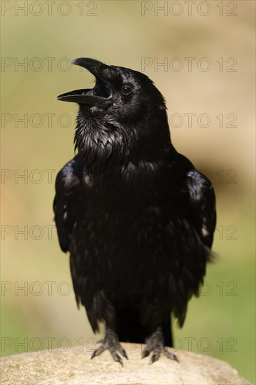 Common raven