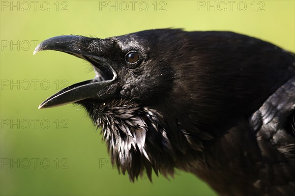 Common raven