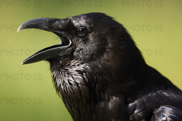 Common raven