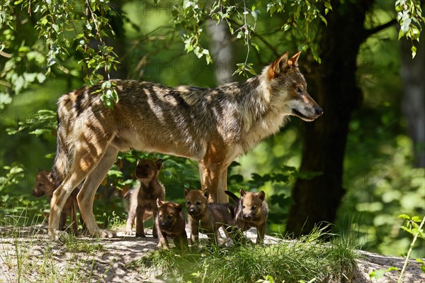 European gray wolf