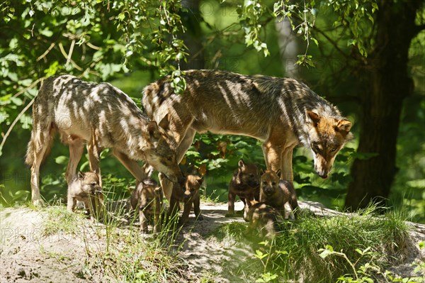 European gray wolf