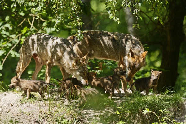 European gray wolf