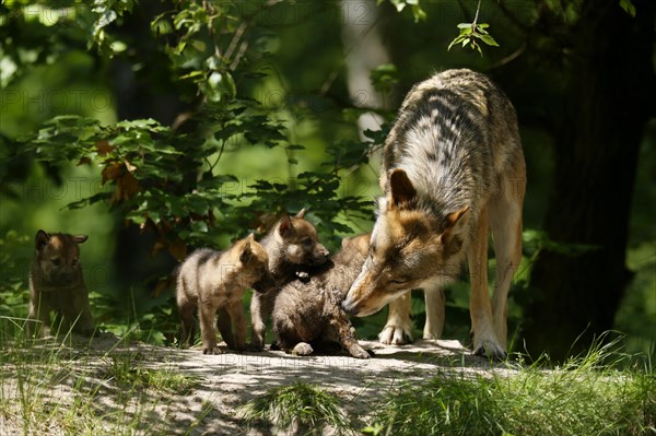 European gray wolf