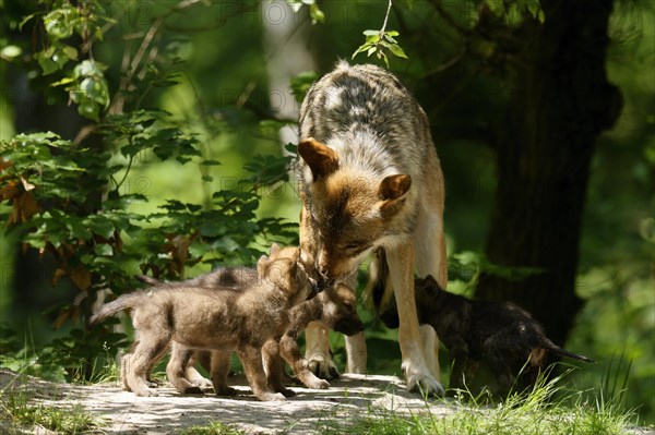 European gray wolf