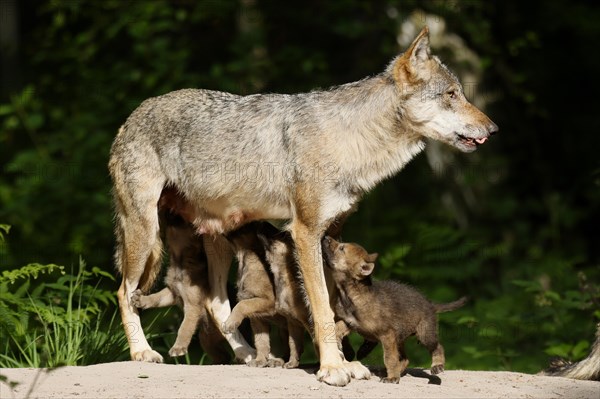 European gray wolf