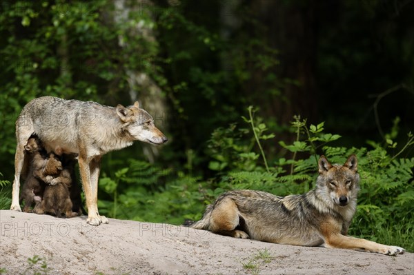 European gray wolf