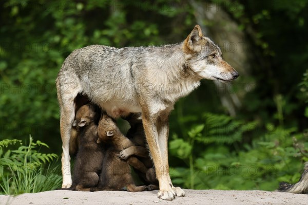 European gray wolf