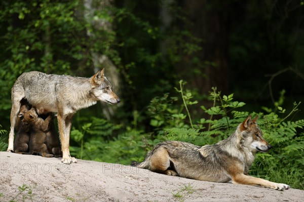 European gray wolf