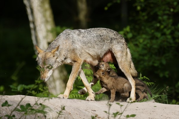 European gray wolf