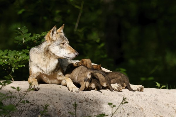 European gray wolf