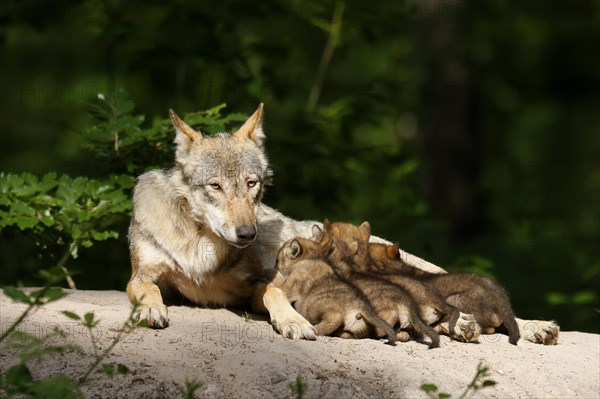 European gray wolf