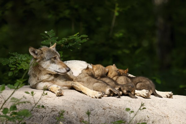 European gray wolf