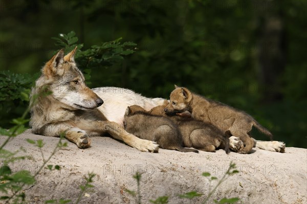 European gray wolf