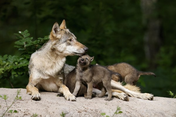 European gray wolf