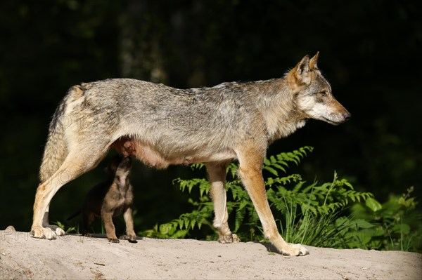 European gray wolf