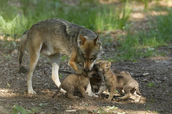 European gray wolf